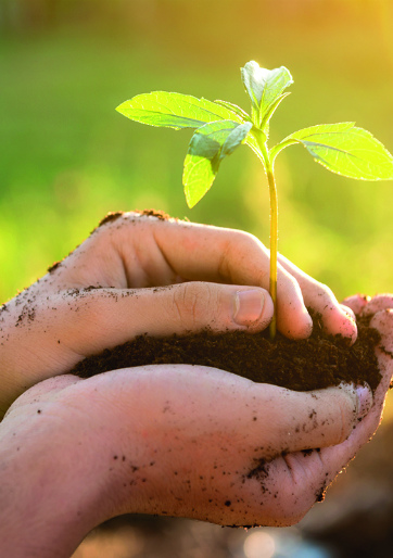 Social Partnership: Creating a Space for Trust