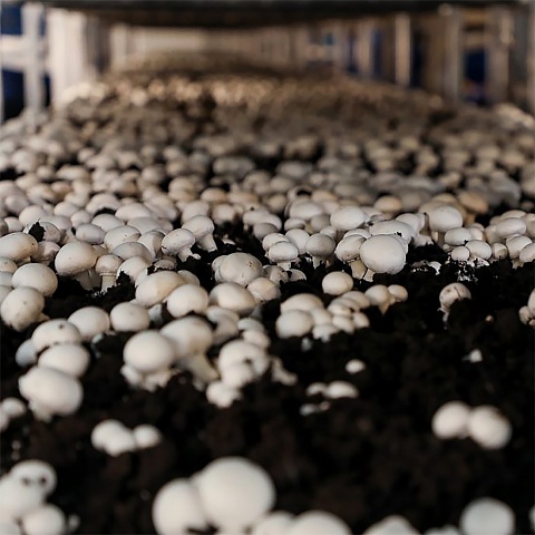 Construction of the factory for the production of mushroom mycelium