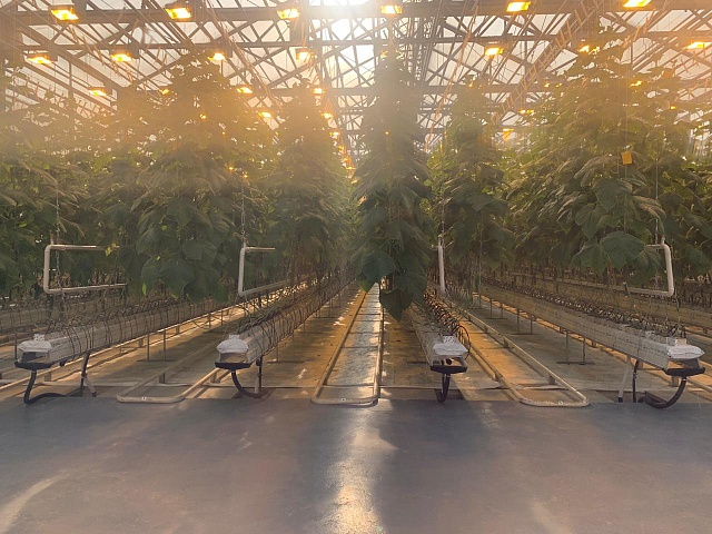 Construction of the 4th phase of the year-round agrocomplex "Sayuri"