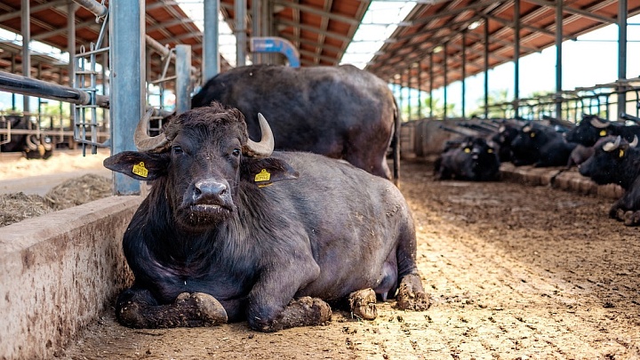 Construction of a buffalo dairy farm