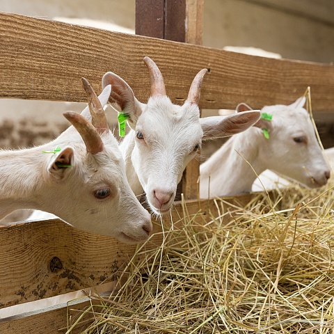 Setting up of a goat milk farm in the Safakulevsky district
