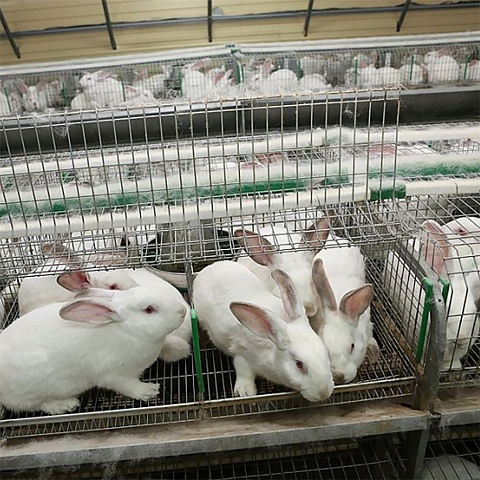 Automated rabbit farming on an industrial scale