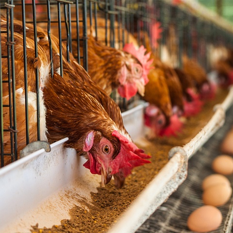 Создание производства яичного меланжа  и яичных пастерилизованных продуктов на территории Уссурийского городского округа