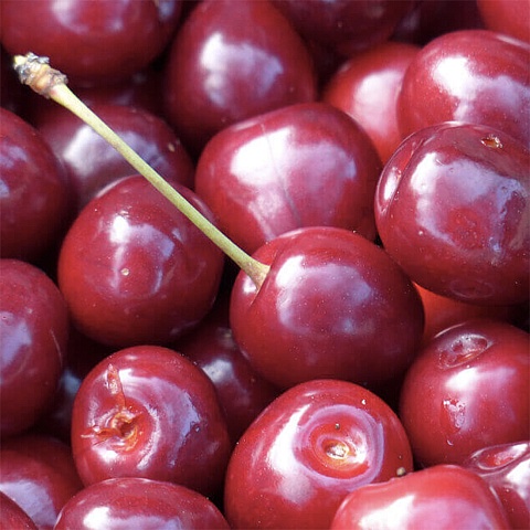 Organization of the intensive cherry orchard