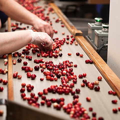 Shock-freezing of fruits and berries