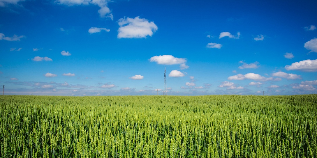 На ВЭФ-2019 будет представлен «банк сельхозземель»