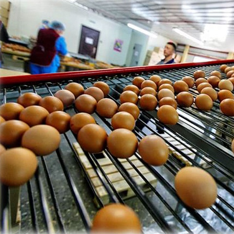 Poultry farm